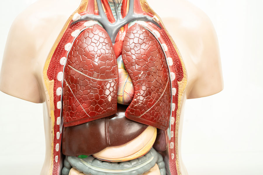 Pulmonary model anatomy