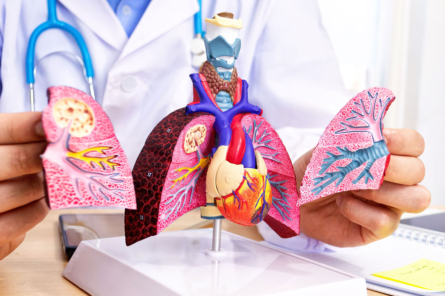 model of human lungs Pulmonary care